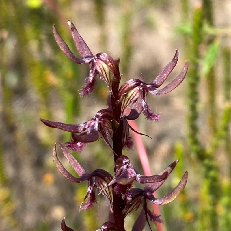 Corunastylis superba