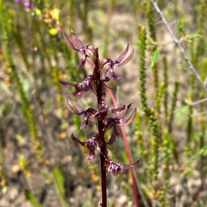 Corunastylis superba