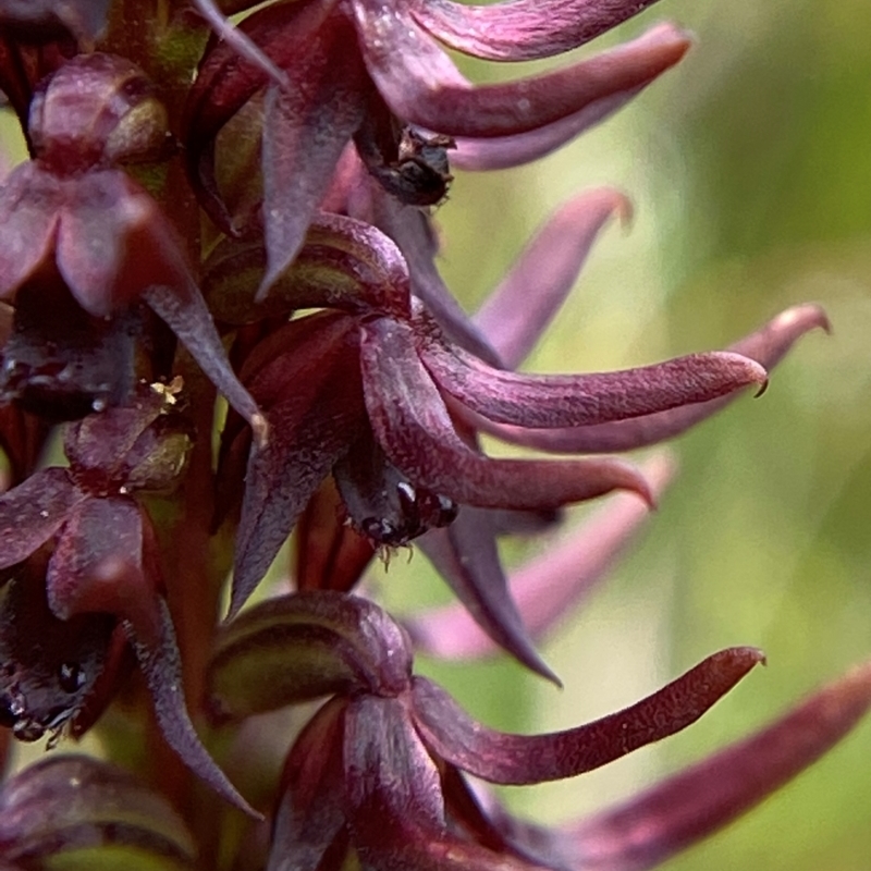 Corunastylis turfosa