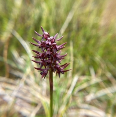 Corunastylis turfosa