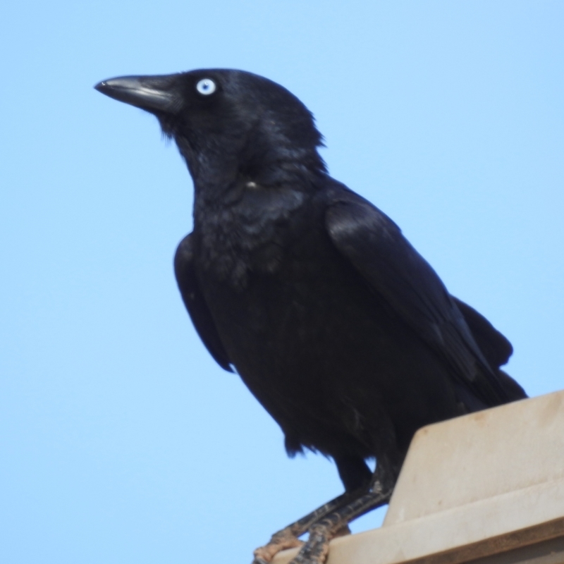 Corvus bennetti