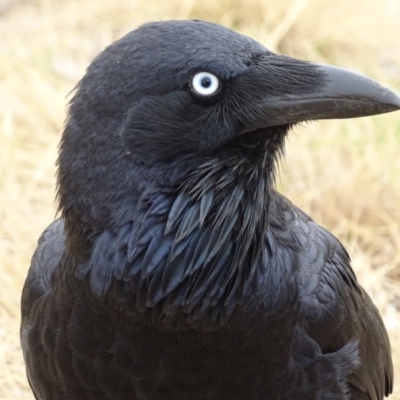 Corvus coronoides