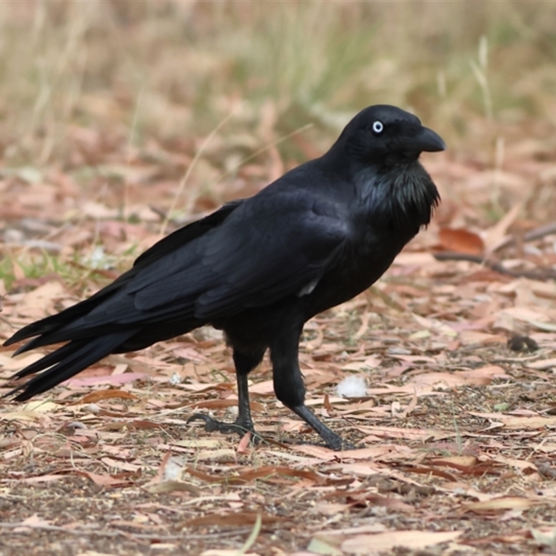 Corvus coronoides