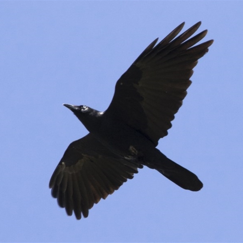 Corvus mellori