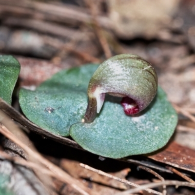 Corybas aconitiflorus