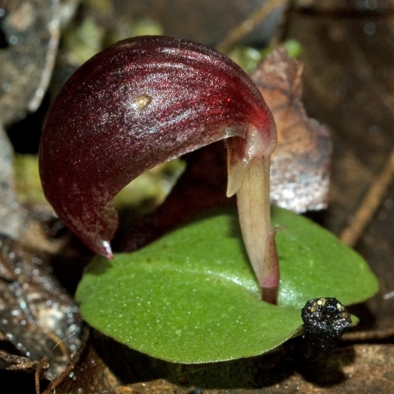 Corybas aconitiflorus