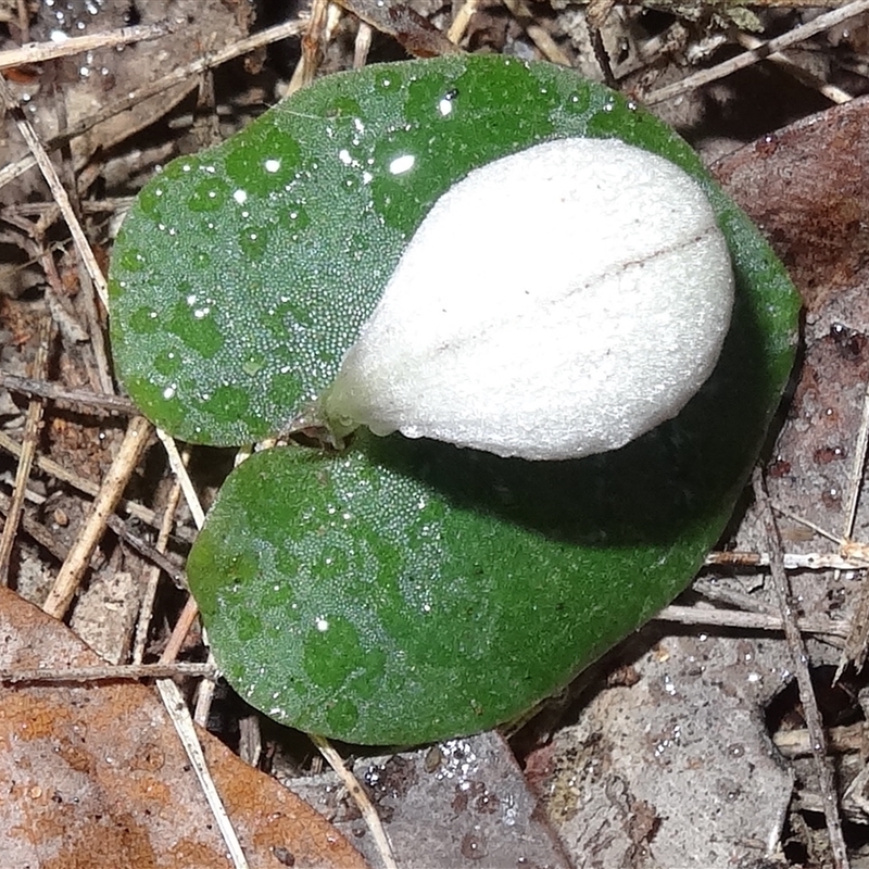 Corybas barbarae