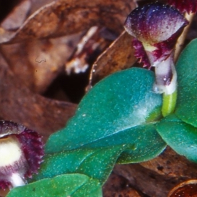 Corybas diemenicus