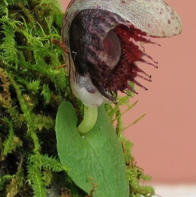 Corysanthes pruinosus