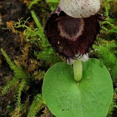 Corysanthes pruinosus