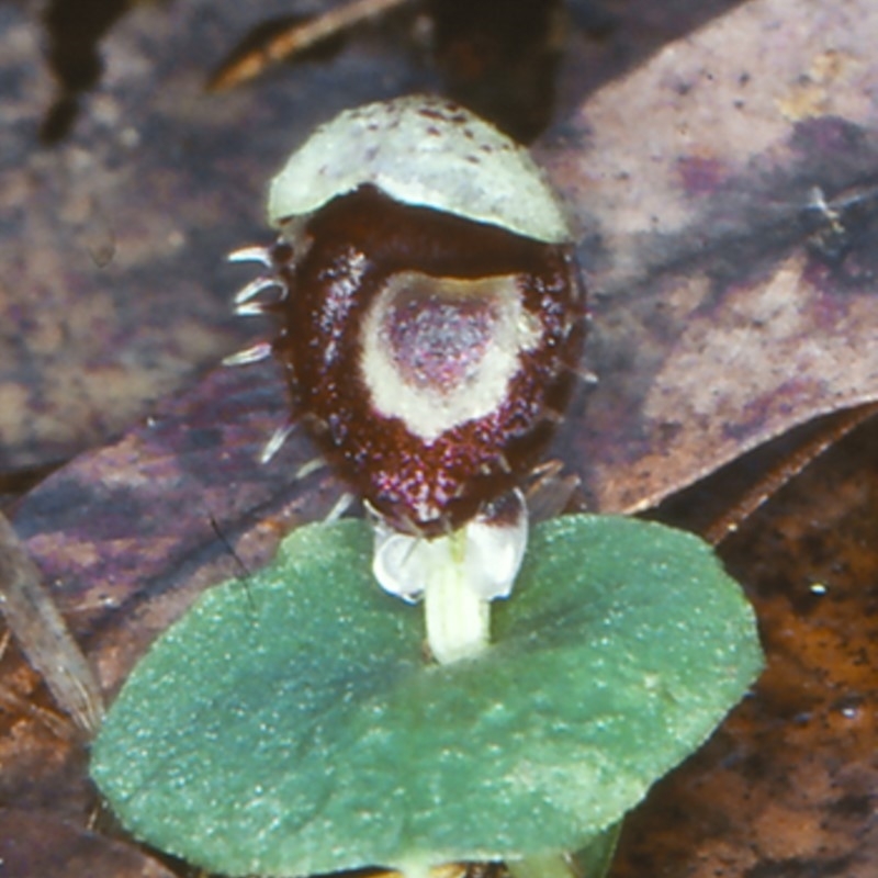 Corysanthes pruinosus