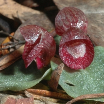 Corybas undulatus