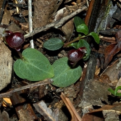 Corybas unguiculatus