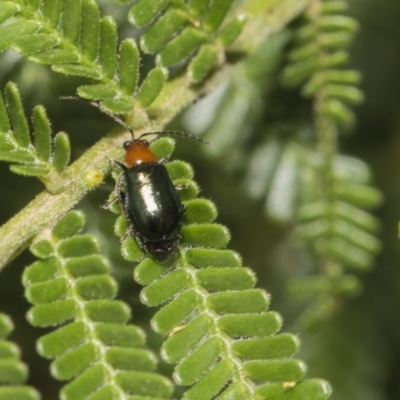 Adoxia benallae