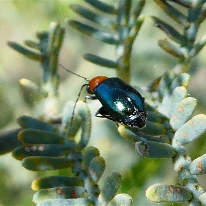 Adoxia benallae