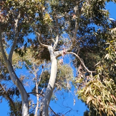 Corymbia citriodora