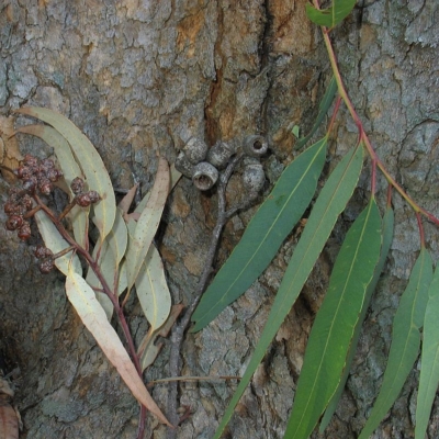 Corymbia eximia