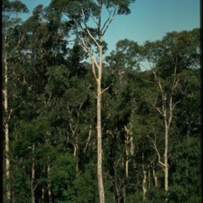 Corymbia maculata