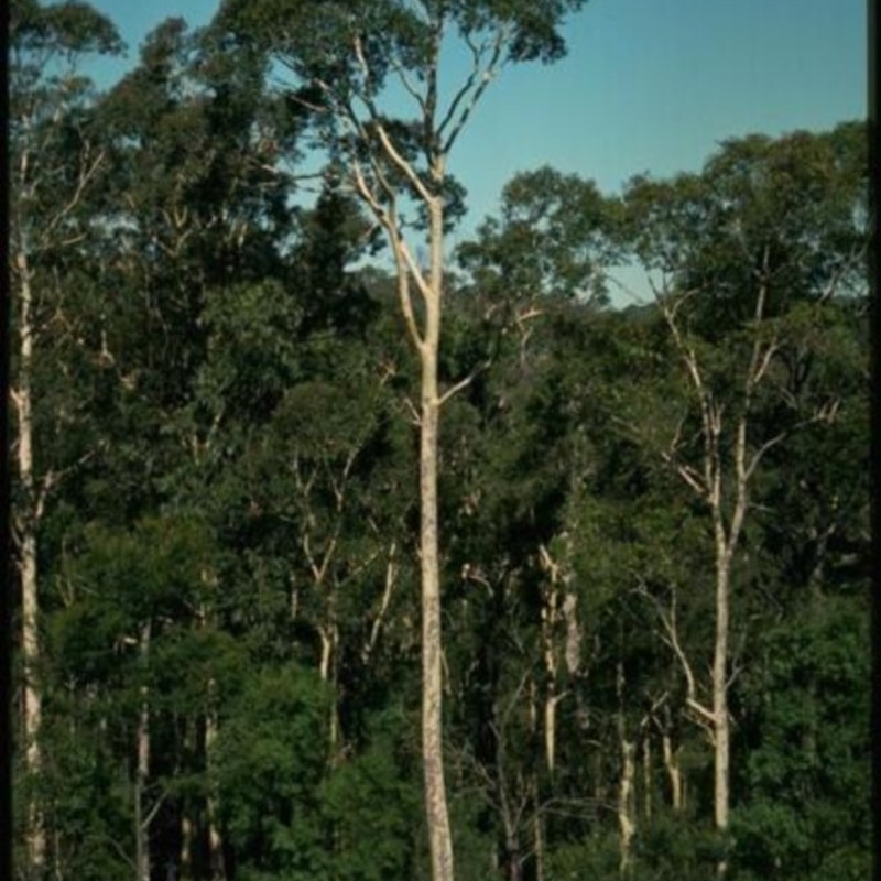 Corymbia maculata