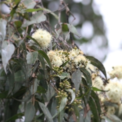 Corymbia maculata