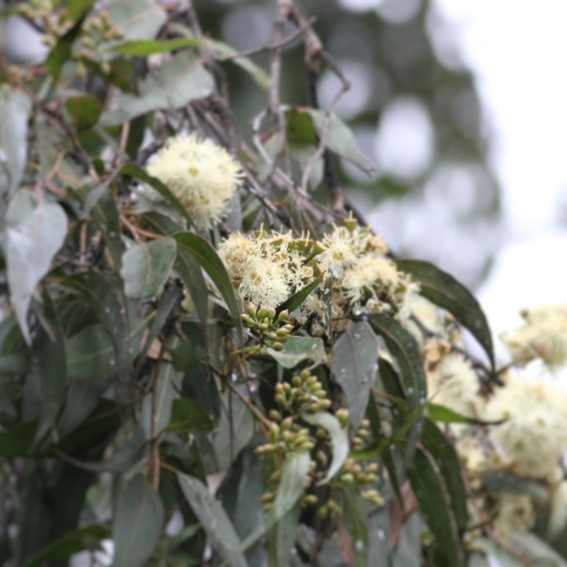 Corymbia maculata