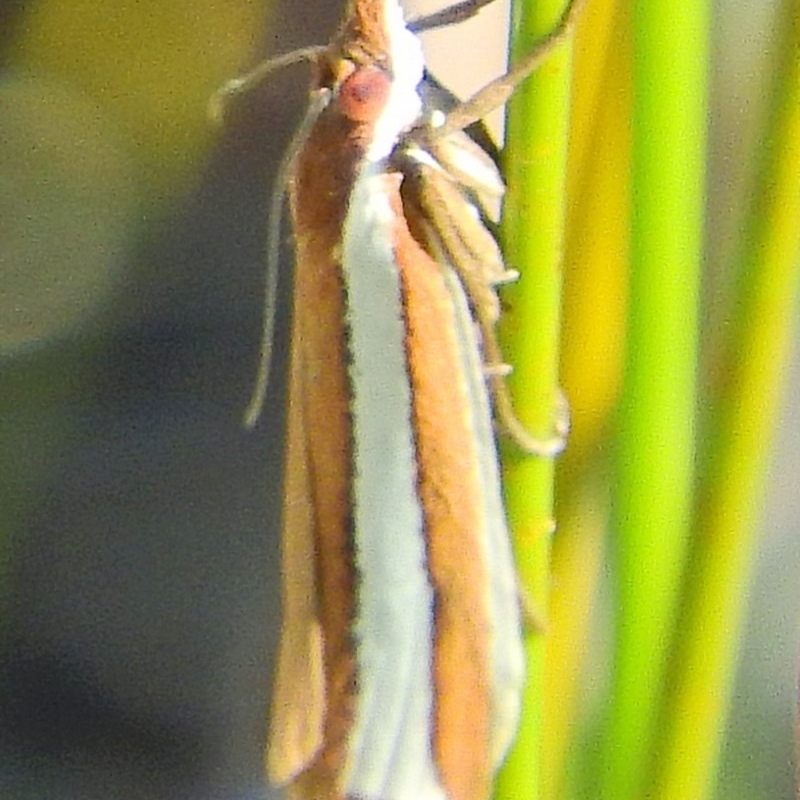 Corynophora lativittalis