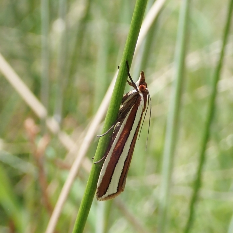 Corynophora lativittalis