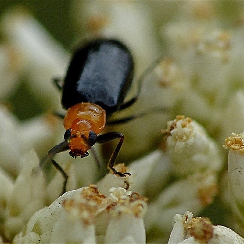 Adoxia sp. (genus)