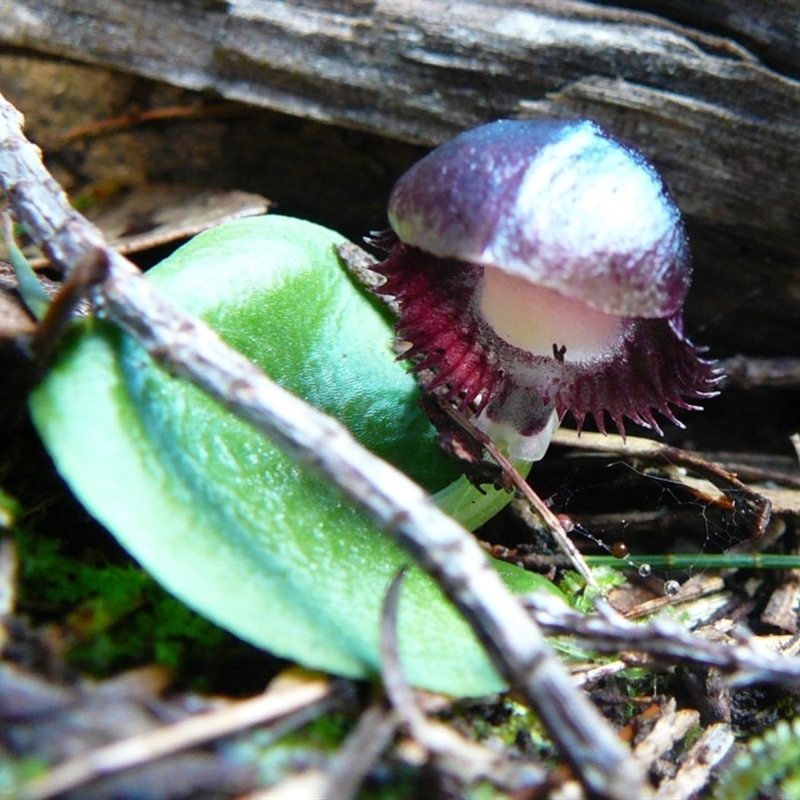 Corysanthes diemenica