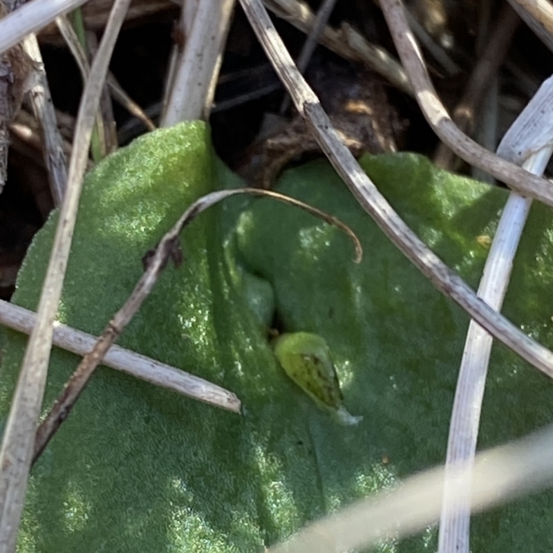 Corysanthes fimbriata