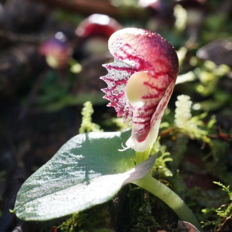 Corysanthes grumula