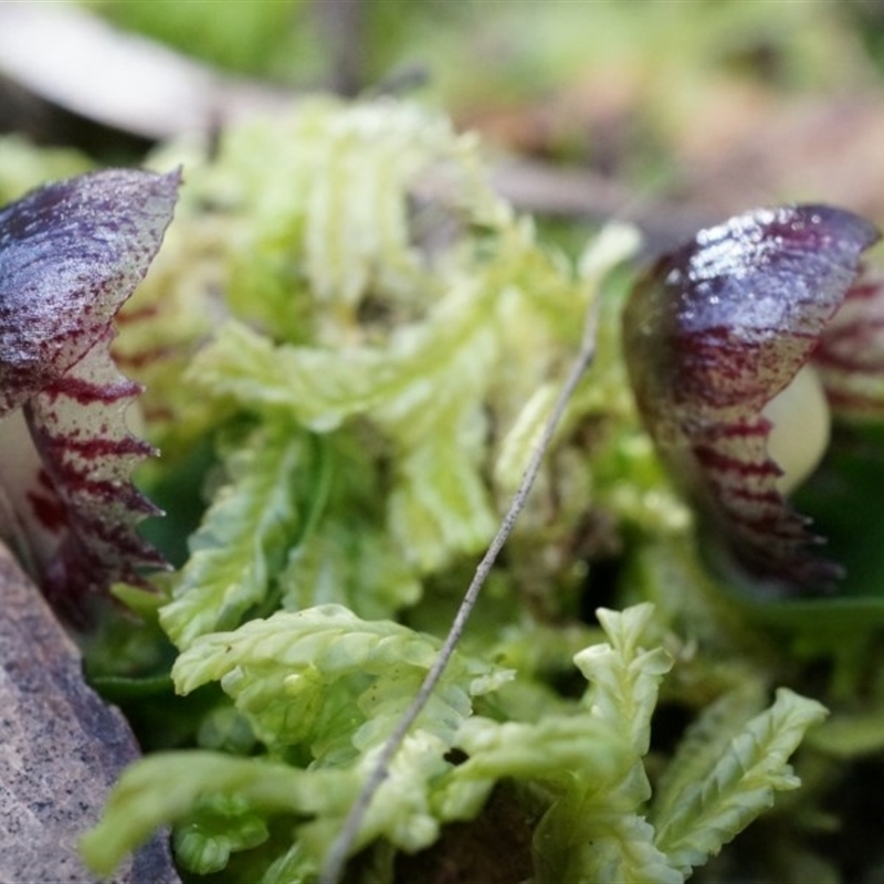 Corysanthes grumula