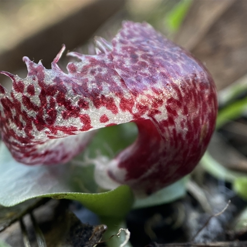 Corysanthes hispida