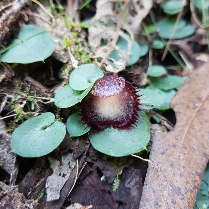 Corysanthes hispida