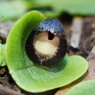 Corysanthes incurva