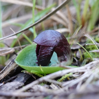 Corysanthes incurva