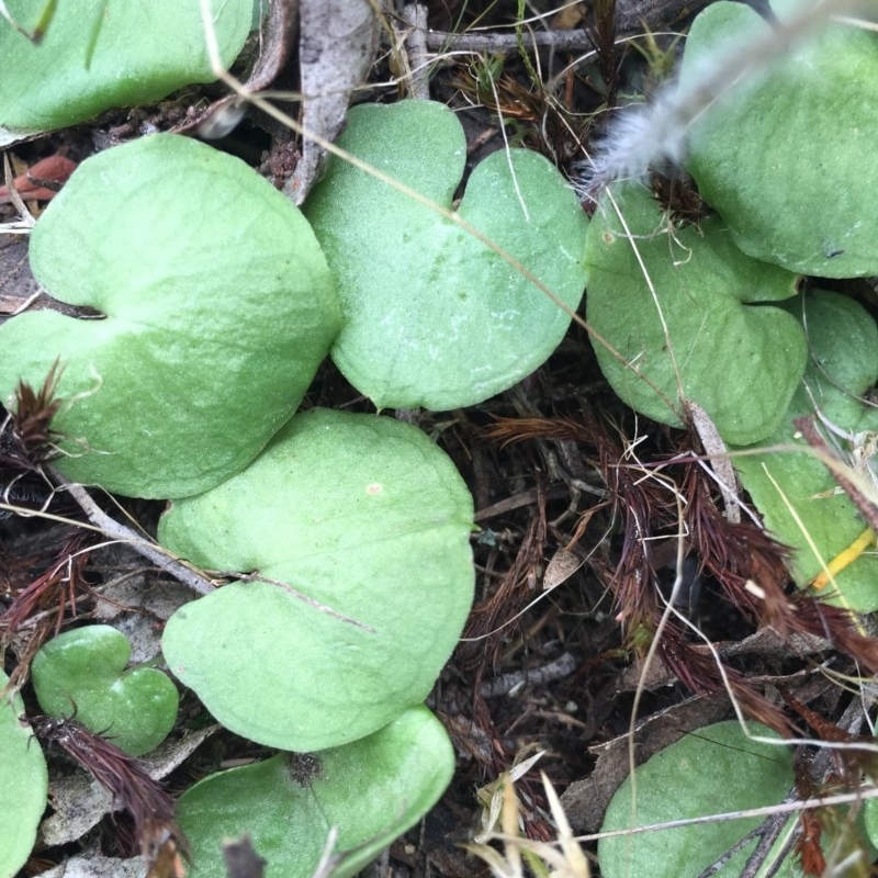 Corysanthes sp.