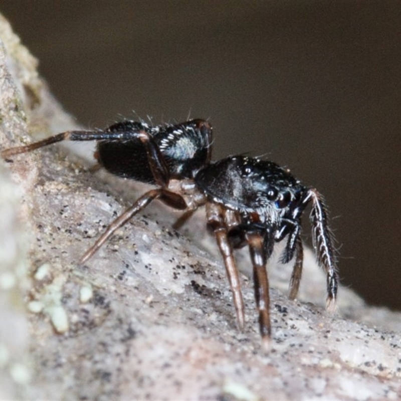 Adoxotoma sp. (genus)