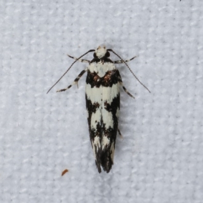 Cosmopterigidae (family)