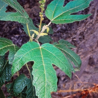 Adriana tomentosa var. tomentosa