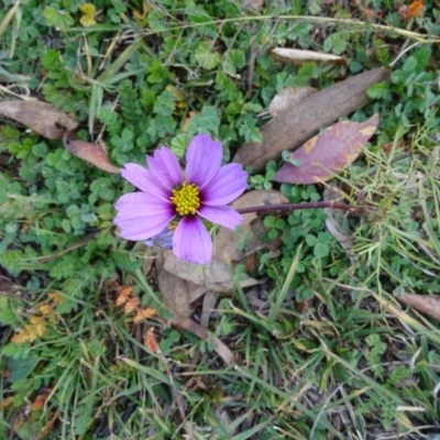 Cosmos bipinnatus