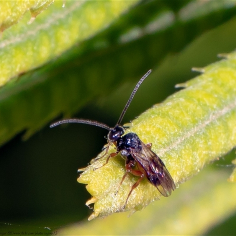 Cotesia glomerata