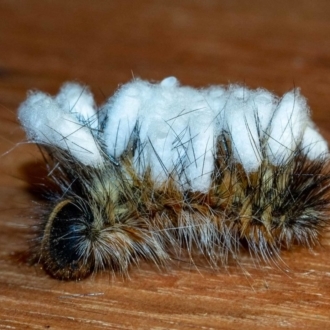 Paul pupa having emerged from host caterpillar