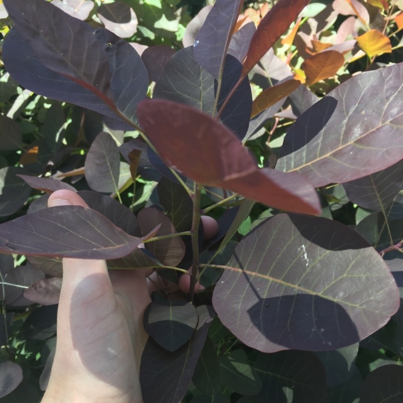 Cotinus coggygria