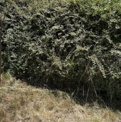 Cotoneaster franchetii