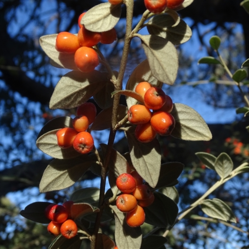 Cotoneaster franchetii