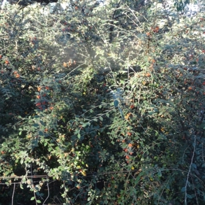 Cotoneaster franchetii