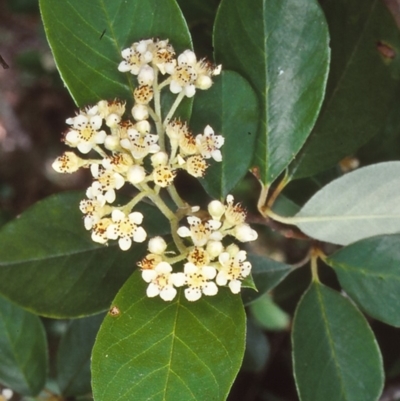 Cotoneaster glaucophyllus