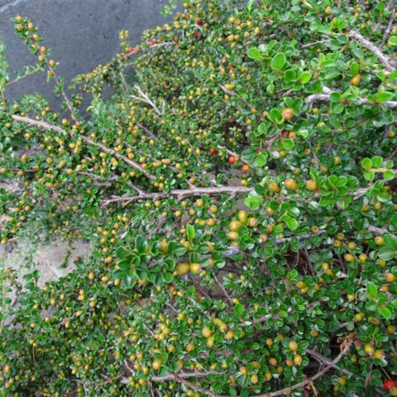 Cotoneaster horizontalis