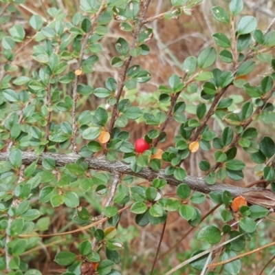 Cotoneaster horizontalis